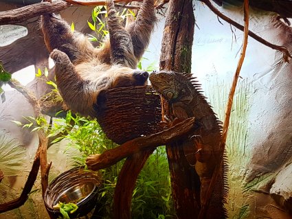 Sloth_and_Green_Iguana_bond_in_their_new_enclosure__copy_.jpg