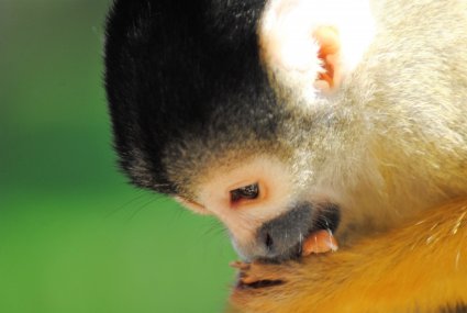 Squirrel_Monkey_photo_taken_by_Sophia_Dennett_at_Drusillas_Park.jpg